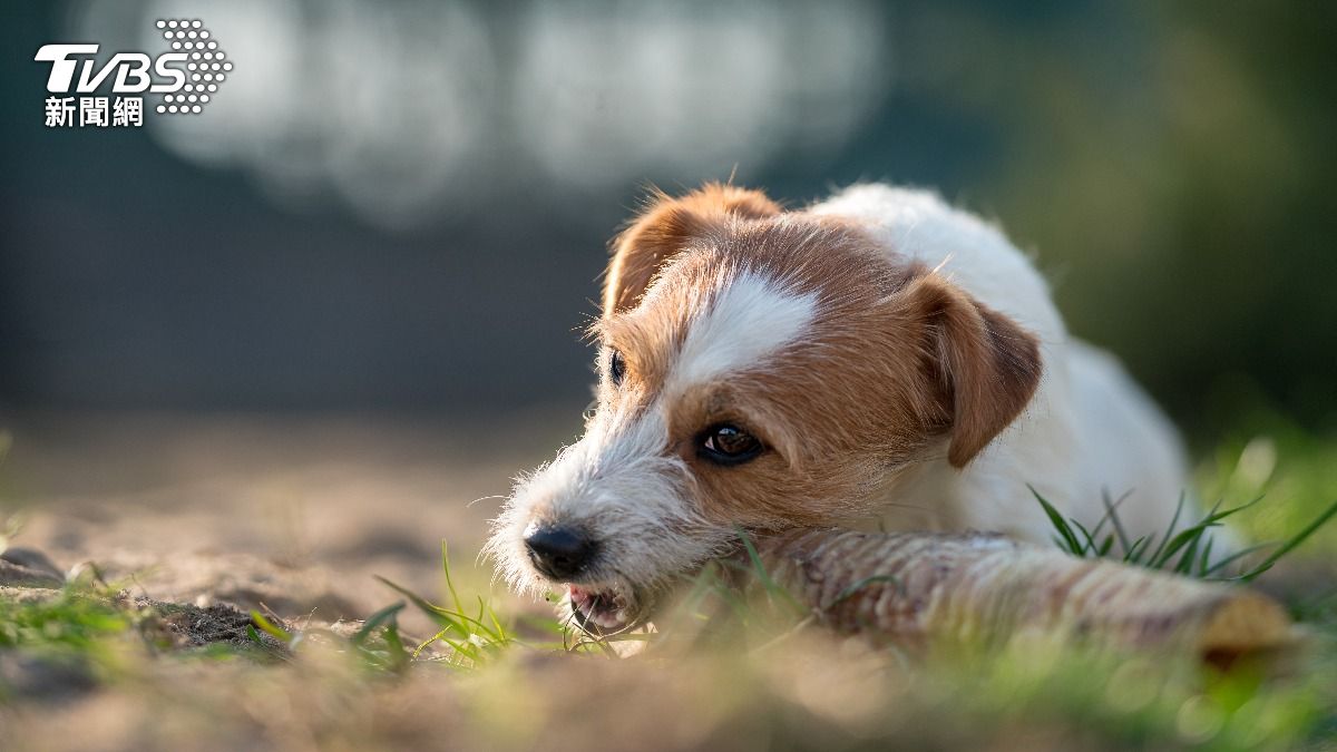 泰國男子在家中暴斃遭愛犬啃食。（示意圖／Shutterstock達志影像）