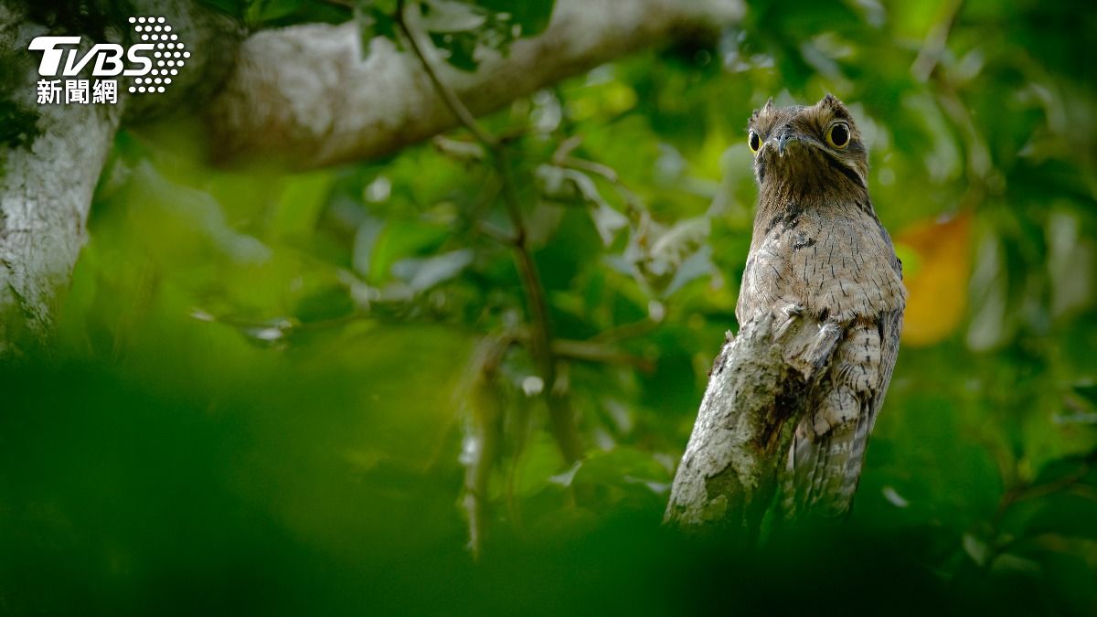 俗稱「鬼鳥」的林鴟時常被誤認成蛇類。（示意圖／Shutterstock達志影像）