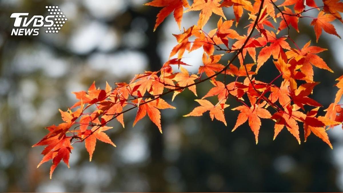 9月22日迎來二十四節氣「秋分」。（示意圖／shutterstock達志影像）