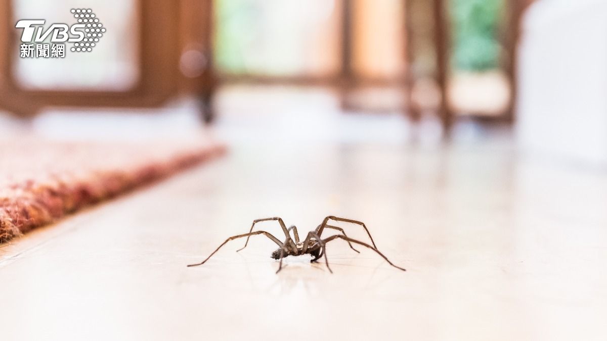 蜘蛛被視為好運將至的象徵。（示意圖／shutterstock達志影像）