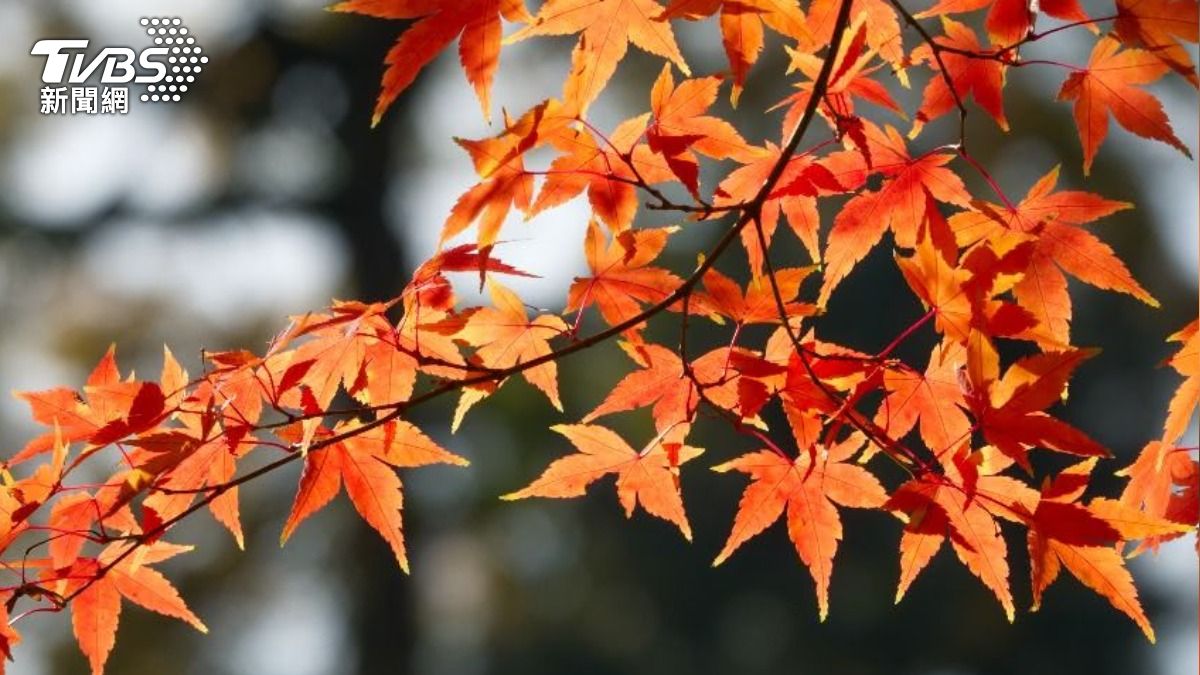 秋分到了！命理師提醒下半年運勢。（示意圖／shutterstock達志影像）