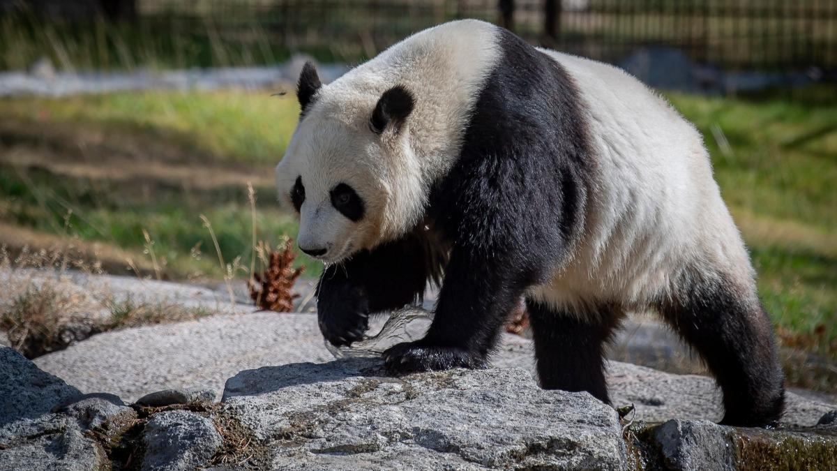 芬蘭動物園提前送還兩隻大貓熊，自曝每年飼養成本高達150萬歐元。（圖／翻攝自Ahtari Zoo）