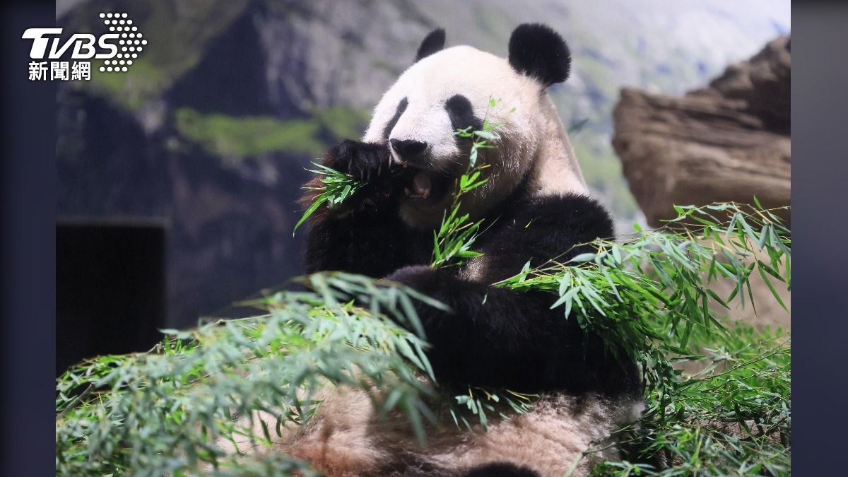 旅居東京上野動物園13年的貓熊力力與真真提前回歸中國，數千粉絲入園道別。（圖／達志影像美聯社）