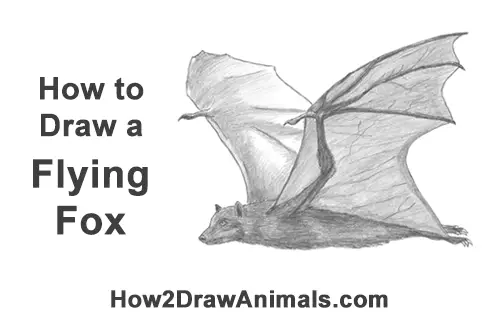 How to Draw a Flying Fox Fruit Bat Wings