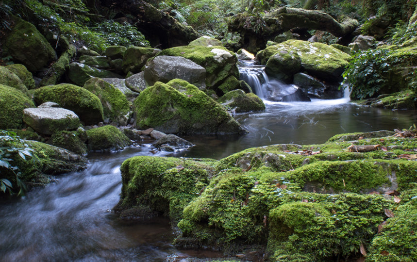 Scenic view of stream flowing through rocks in forest.