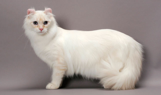 American Curl all white cat