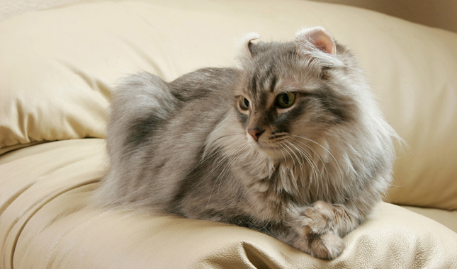 American Curl Laying on Bed