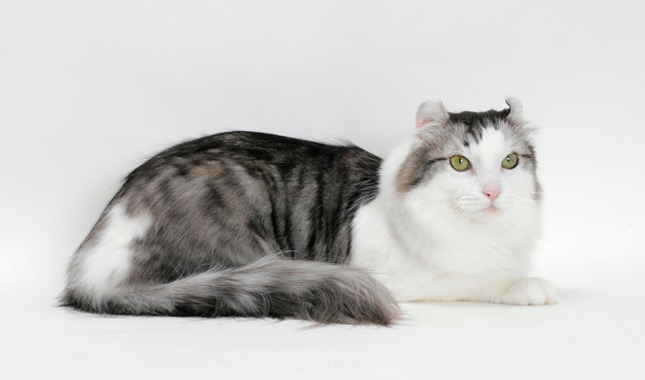 American Curl cat gray and white