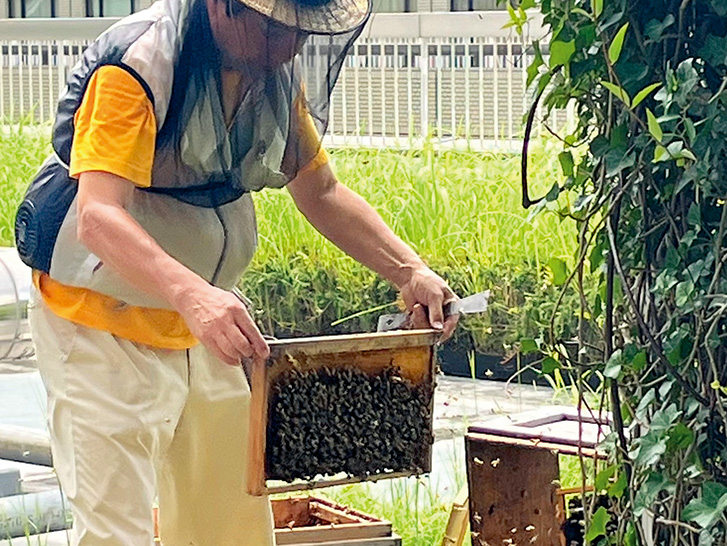 都市養蜂でネイチャーポジティブ