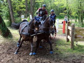 Concours international d’attelage : l’importance de la complicité entre les meneurs et les chevaux