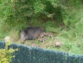 Naissance de cinq marcassins à deux pas d'une habitation