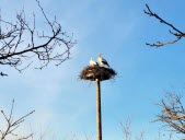 Les premières cigognes sont arrivées