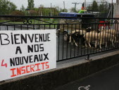 Pour sauver une classe menacée de fermeture, quatre moutons sont inscrits à l’école de Nitting