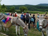 Un séjour nature en compagnie d’ânes