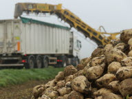 L’Alsace repasse au-dessus des 7 000 ha de betterave sucrière