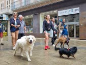 Un premier rendez-vous réussi entre chiens 