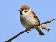 Le Moineau friquet, campagnard dans l’âme