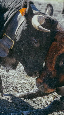 Combat de reines : quelle sera la vache la plus dominante de la vallée de Chamonix ?