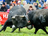 Des spectacles de combat de vaches ? Dans les Alpes, "la Bataille des Reines"