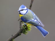 La Mésange bleue, la star des jardins