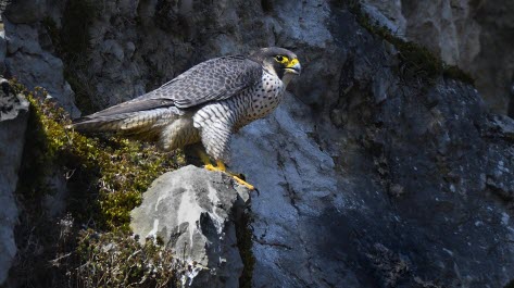 Faucon Pèlerin. Photo Claude Nardin