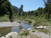 Oserez-vous une balade dans la Forêt ivre de Vailly ? 