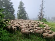 1 600 moutons et chèvres à la Fête de la transhumance de Chamrousse