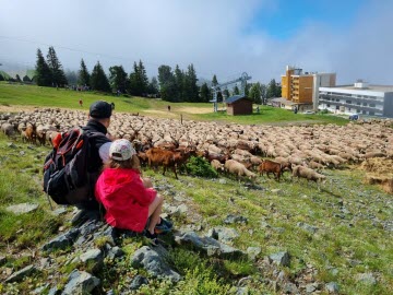 Fête de la transhumance de Chamrousse : dans les pas d’un berger