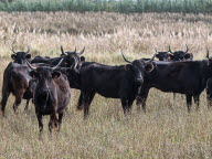 Festivités camarguaises : trois taureaux fuguent, une "chasse" organisée pour les retrouver