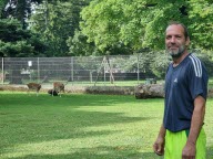 Les daims, compagnons de travail de Julien Bougie au jardin de ville de Voiron