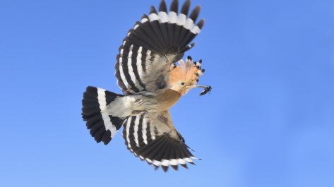 Huppe fasciée. Photo Claude Nardin