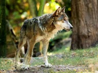 Abaissement de la protection du loup : une mesure qui divise en Haute-Savoie