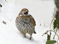 La gélinotte des bois, un oiseau forestier menacé