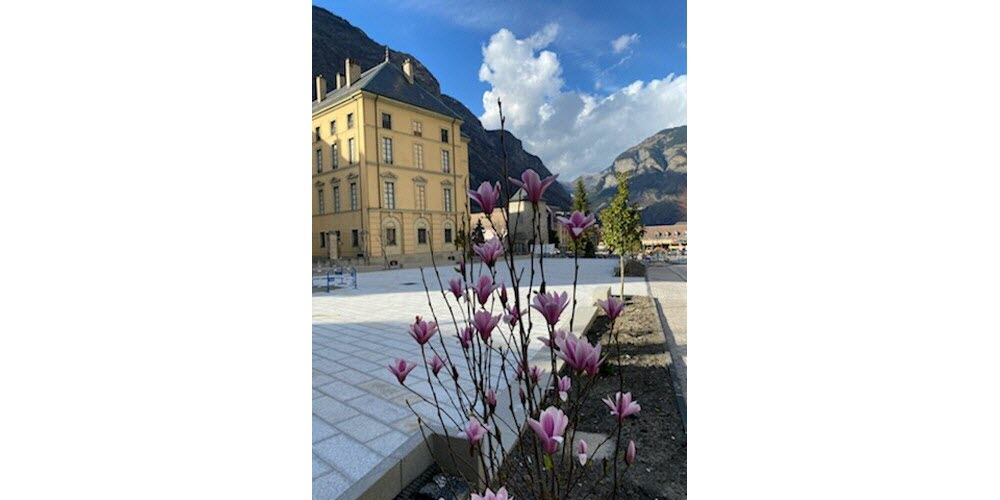 Les magnolias saluent à leur manière le Tour : sur la place de la Cathédrale encore en travaux, en ce tout début de printemps et le jour même de l’inauguration de la borne de départ, ils ont tous fleuri, comme pour rappeler qu’au but de quelques dizaines de mètres, le peloton traversera cette place rénovée.  Photo Le DL /Ville de Saint-Jean-de-Maurienne