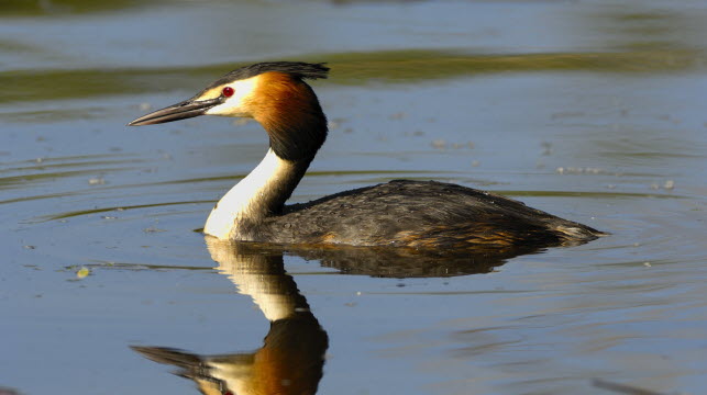 Le grèbe huppé. Photo Claude Nardin