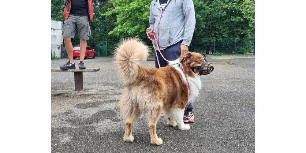 Prudence pour les chiens au comportement parfois violent.  Photo Le DL /Marine Langevin