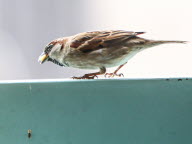 Balade connectée à la découverte des oiseaux, le 1er  juillet