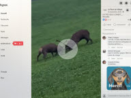 Vidéo : Pourquoi ces deux cerfs se battent-ils ? On vous explique le brame 