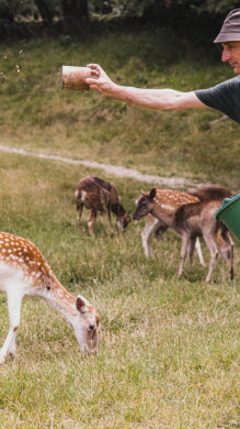 Daims, lynx, cerfs : à la découverte des animaux du parc de Moidière