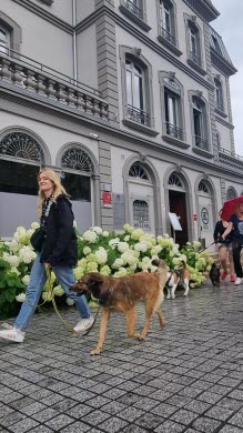 Pour la première fois, une marche entre chiens dans les rues de Voiron