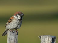 Déclin ou prospérité : comment vont les oiseaux communs de votre région ?