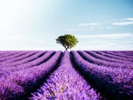 Valensole, Sault, Grignan… Où voir les plus beaux champs de lavande ?