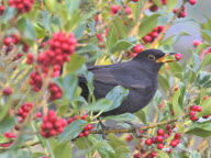 Le merle noir, le chanteur de nos jardins