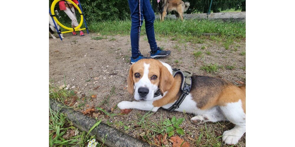 Marcel, le beagle, est un habitué du dressage.  Photo Le DL /Marine Langevin