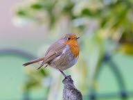 Oiseau malade : quels sont les signes à surveiller ? 