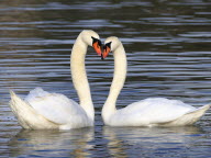 Le cygne tuberculé, l'hôte des plans d'eau des parcs urbains