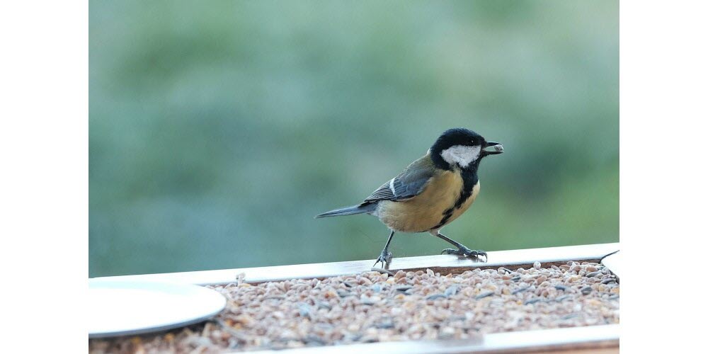 Illustration d'une mésange charbonnière se nourrissant dans une mangeoire. Photo Sipa/Rapahël Bloch