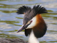 Le Grèbe huppé, un oiseau d’eau douce