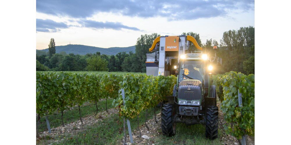 Sur la parcelle de Thierry Champetier, 66 hectares de chardonnay ont été récoltés.  Photo Le DL/Mathias Orain