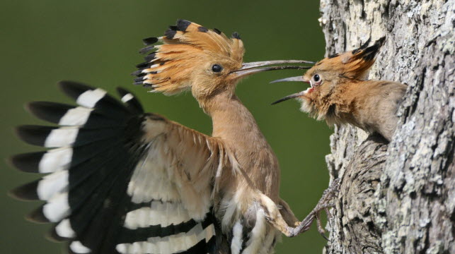 Huppe fasciée. Photo Claude Nardin